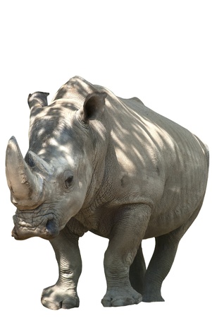 Rhinoceros front view full size isolated on white backgroundの写真素材