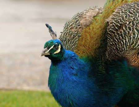 Colorful blue and green peacock close-upの写真素材