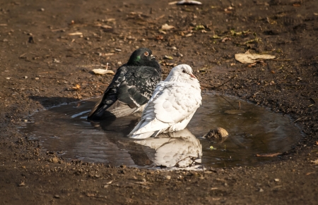 Black and white pigeons standing in a park puddleの写真素材