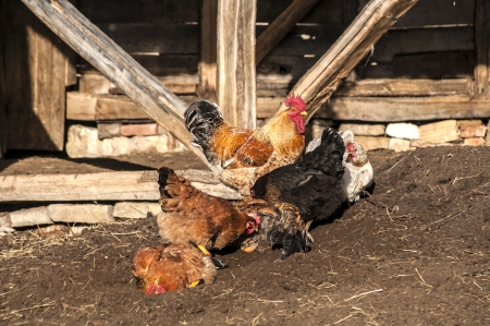 Rooster and hens in rural barn yardの写真素材