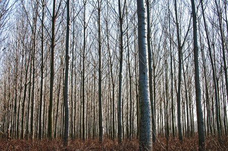 Forest of poplar plantations in sunny winter dayの写真素材