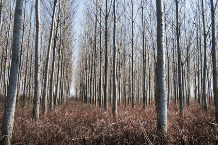 Forest of poplar plantations in sunny winter day