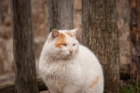 White rural cat by old wooden fenceの写真素材