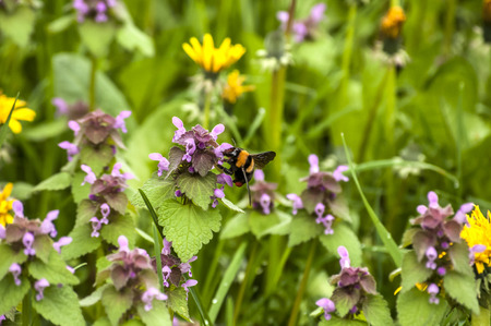 Dandelion flower, fresh nettles and bumblebee closeup の写真素材