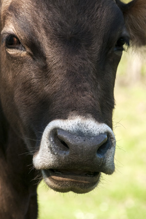 Head of cow front face detail closeupの写真素材
