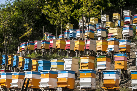 Colored wooden beehives on mountain forest slope