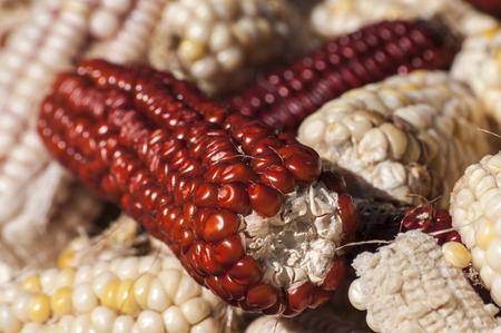 White and red raw organic corncobs closeup as backgroundの写真素材