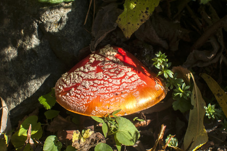 Red poisonous mushroom amanita muscaria closeup