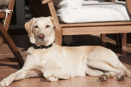 Female labrador dog relaxing on autumn sun lit porchの写真素材