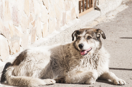 Street adult mixed breed dog lying next to  house wall lit by autumn sunの写真素材