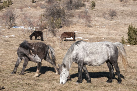 Highland hinnies grazing on winter mountain meadow in clear sunny dayの写真素材