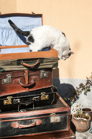 Old vintage retro used leather suitcases stacked and placed one on another and cat on top in house backyardの写真素材