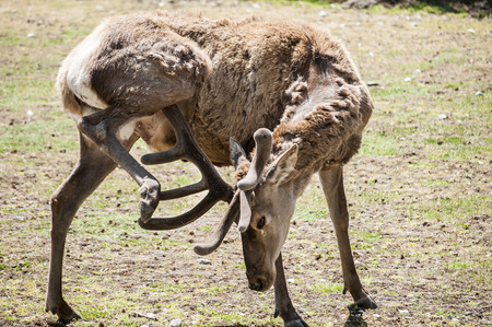 Young male red deer in spring time with winter coat of hairの写真素材