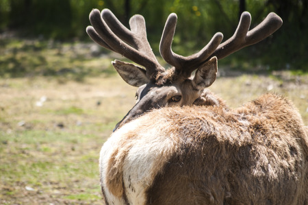 Young male red deer in spring time with winter coat of hairの写真素材