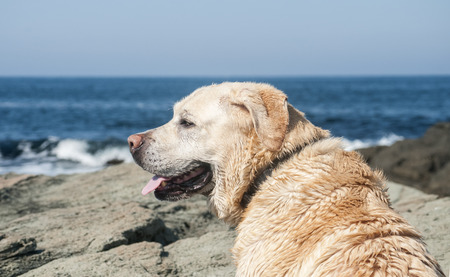 Golden Retriever dog standing on sea cliff watching the seaの写真素材