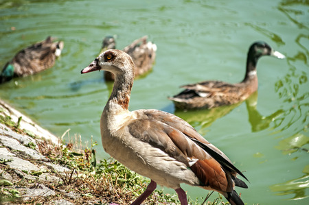 Egyptian goose on pond waters background in sunny dayの写真素材