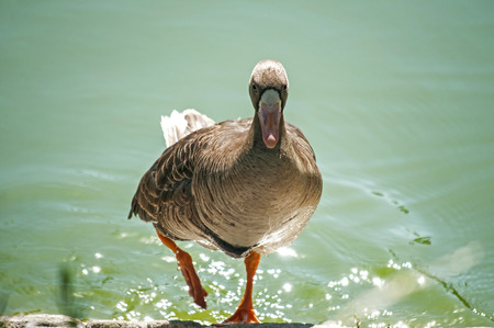 Greater white-fronted goose on greenery  and pond water backgroundの写真素材