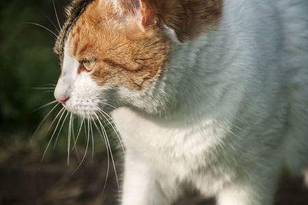 White female cat closeup on sunny dayの写真素材