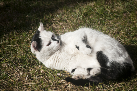 Whiite spotted cat lying on garden lawn in sunny dayの写真素材