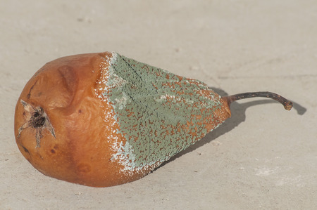 Rotten and moldy brown winter pear closeupの写真素材