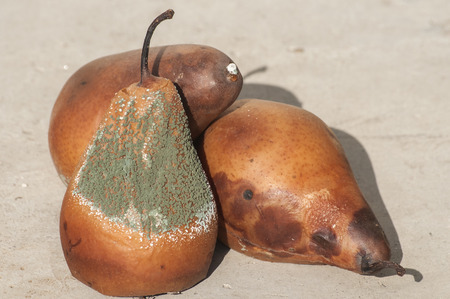 Rotten and moldy brown winter pears closeupの写真素材