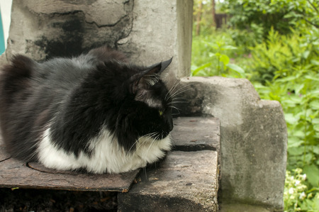 Cat resting on inoperative outdoor fireplace in village yardの写真素材