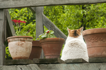 White cat sitting between pots of flowersの写真素材