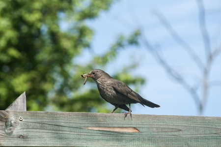 Song Thrush perched on wooden board in rustic gardenの写真素材