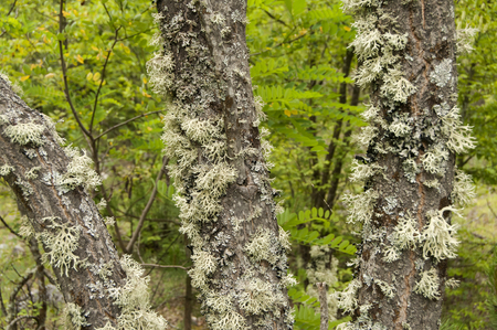 Iceland moss on tree branch closeup on green backgroundの写真素材
