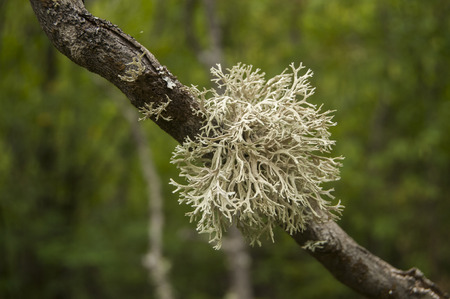 Iceland moss on tree branch closeup on green backgroundの写真素材