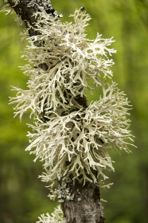 Iceland moss on tree branch closeup on green backgroundの写真素材