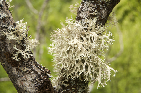 Iceland moss on tree branch closeup on green backgroundの写真素材