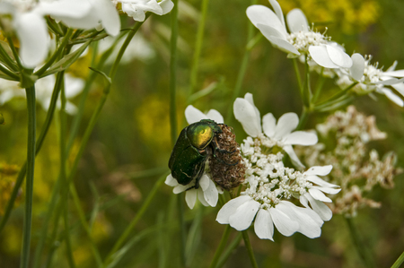 Lamprima aurata golden stag adult female beetle on blossomed white flowerの写真素材