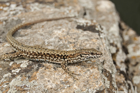 European common wall lizard closeup on stone rockの写真素材