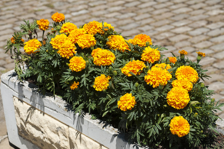 Yellow French Marigold Flower in large flowerpotの写真素材