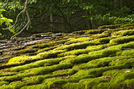 Stone roof slabs of old country house in forest overgrown with green moss closeupの写真素材