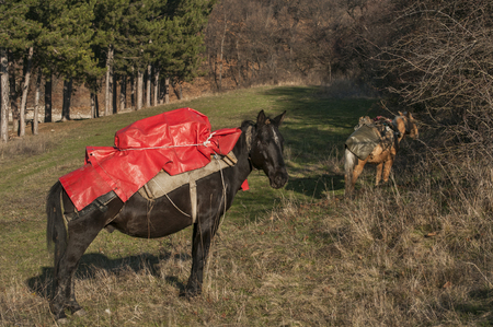 Mountain packhorses grazing on meadow grass on sunny late autumn dayの写真素材