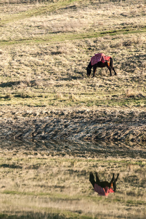 Mountain packhorses grazing on meadow grass on sunny late autumn day and reflection in lake watersの写真素材