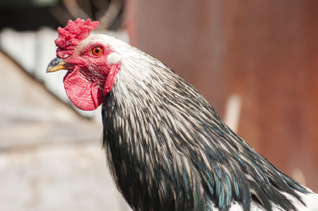 Head and neck of black and white rooster closeupの写真素材