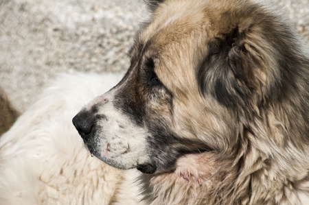 Central Asian big white shepherd livestock guardian dog head closeupの写真素材