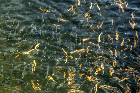 River trout swimming in mountain fish hatcheryの写真素材