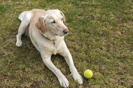 Adorable female Labrador Retriever dog lying on grass garden meadow with tennis ball toyの写真素材