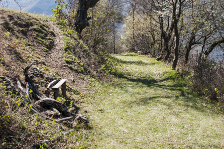 Picturesque forest mountain road in early sunny springtime dayの写真素材