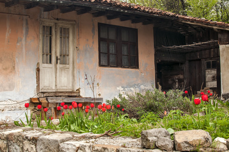 Old dilapidated rustic house facade with flowerbed of red tulipsの写真素材