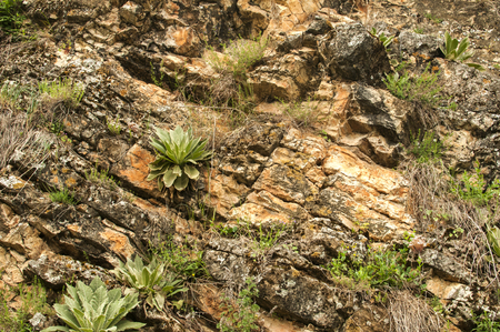 Mountain sedimentary rock covered with vegetation closeup as natural backgroundの写真素材