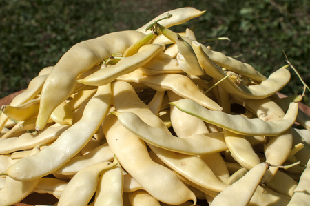 Pile of freshly picked pods of kidney yellow green beans closeupの写真素材