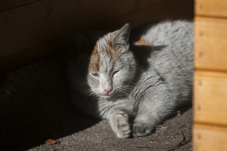 Gray street cat lying in sun-lit interior of wooden dog hut in half shadowの写真素材