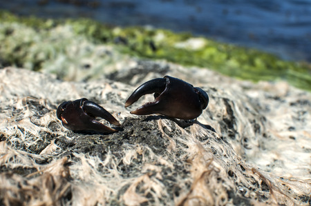 Claws of black sea crab on sea rock covered with dried white and green seaweedの写真素材