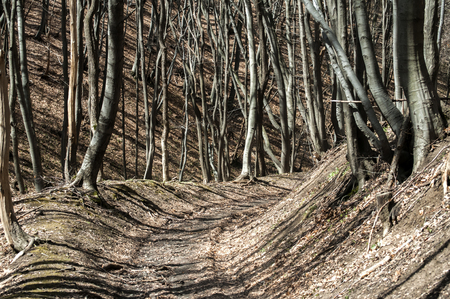 Early spring beech tree defoliated forest scene in sunny dayの写真素材