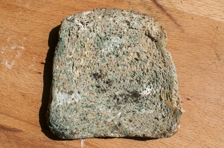 Moldy slice of whole-grain bread closeup on wooden board backgroundの写真素材